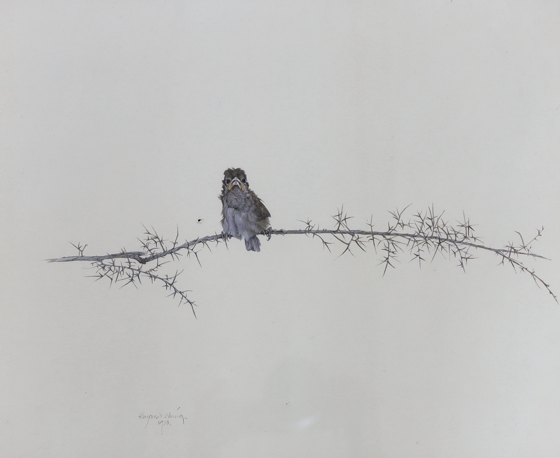 After Raymond Ching, colour print of a bird on a branch, 43 x 36cm
